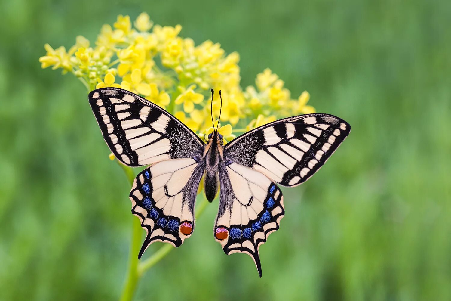 Покажи фото бабочки махаон Papilio machaon - Mirosław Tran