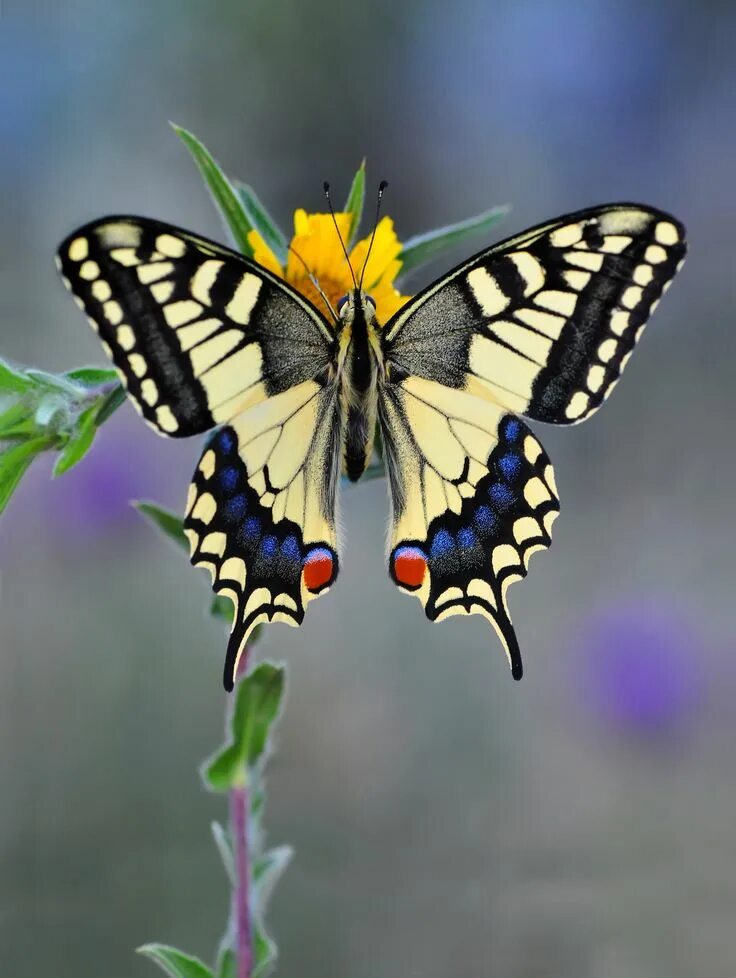 Покажи фото бабочки махаон The Old World Swallowtail (Papilio machaon) is a butterfly of the family Papilio