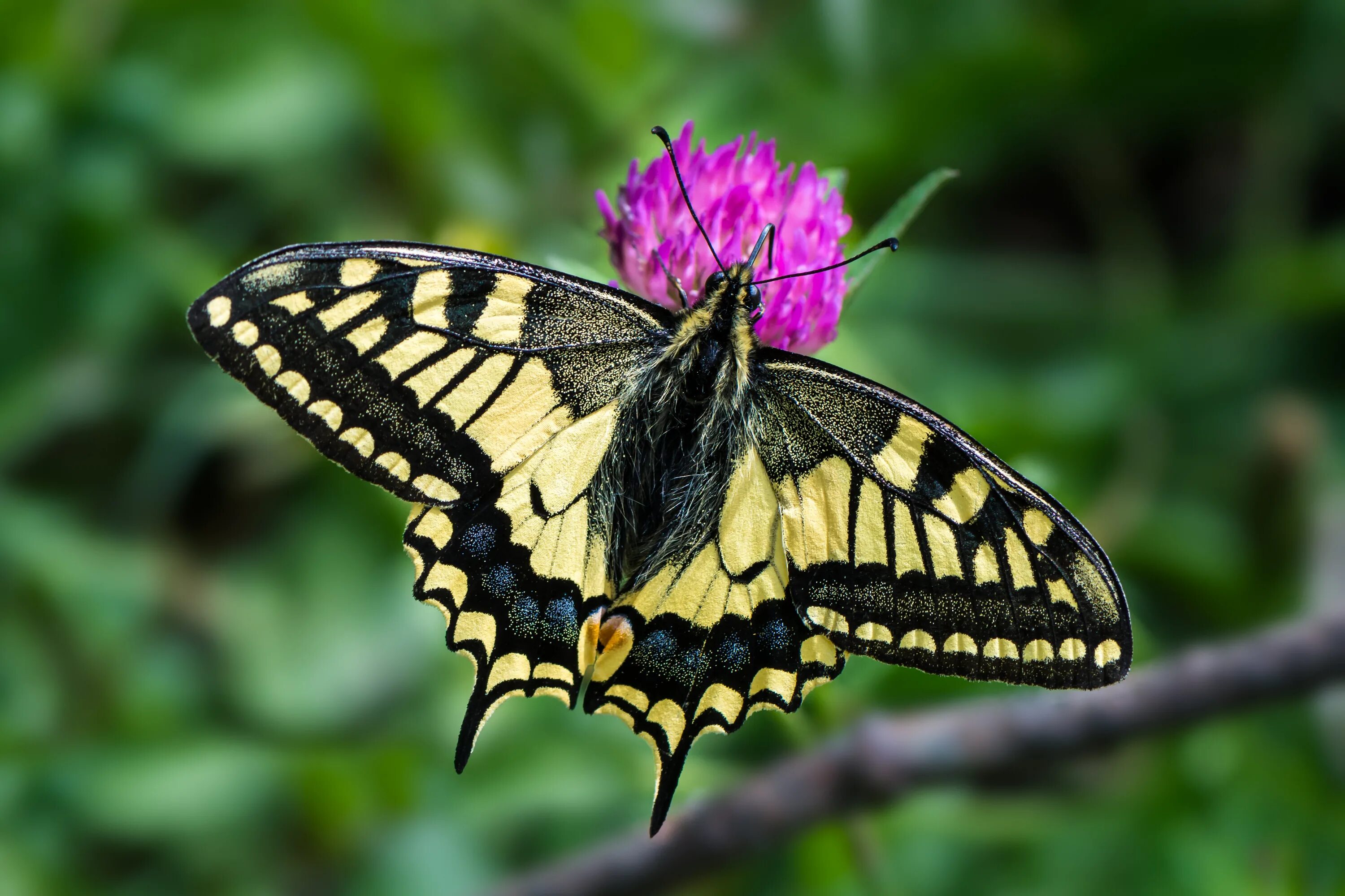 Покажи фото бабочки махаон Файл:Papilio machaon Mitterbach 01.jpg - Википедия