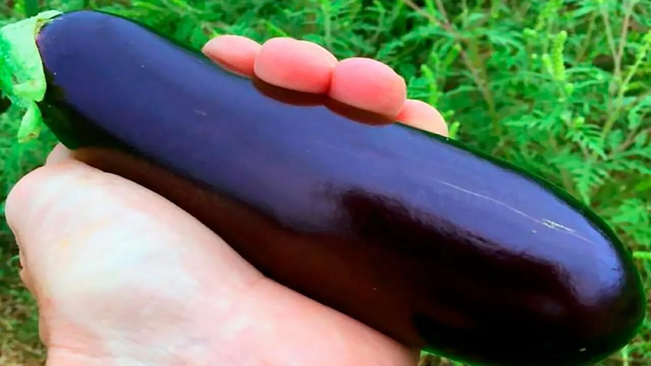 Покажи фото баклажана 8 Excellent Reasons To Eat More Eggplants - YouTube