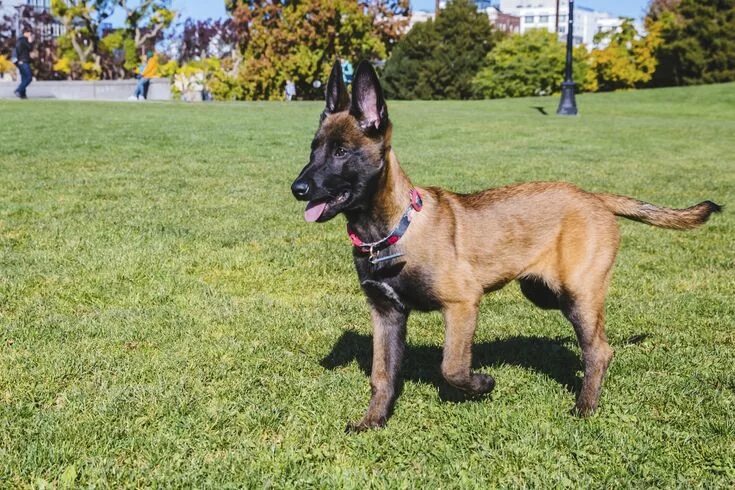 Покажи фото бельгийской овчарки Pin on Belgian malinois dog Belgian malinois dog, Belgian malinois puppies, Mali