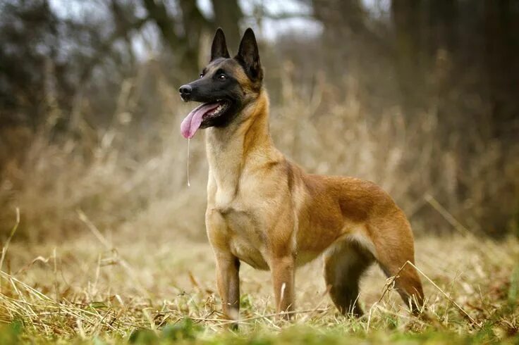 Покажи фото бельгийской овчарки Pin by Tobi As on belgian malinois Belgian malinois dog, Malinois dog, Belgian m