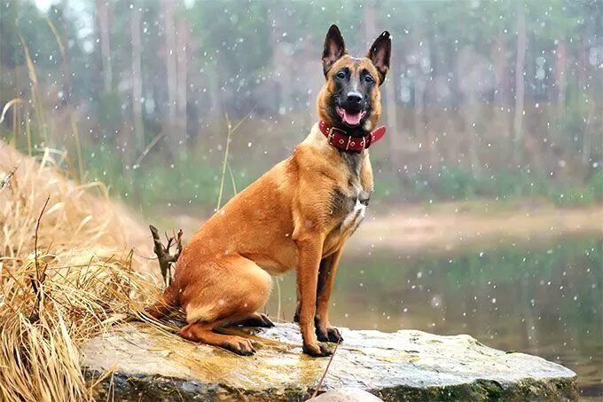 Покажи фото бельгийской овчарки Pin by Diane E. Stokley on Belgian Shepherd Malinois dog, Belgian malinois dog, 