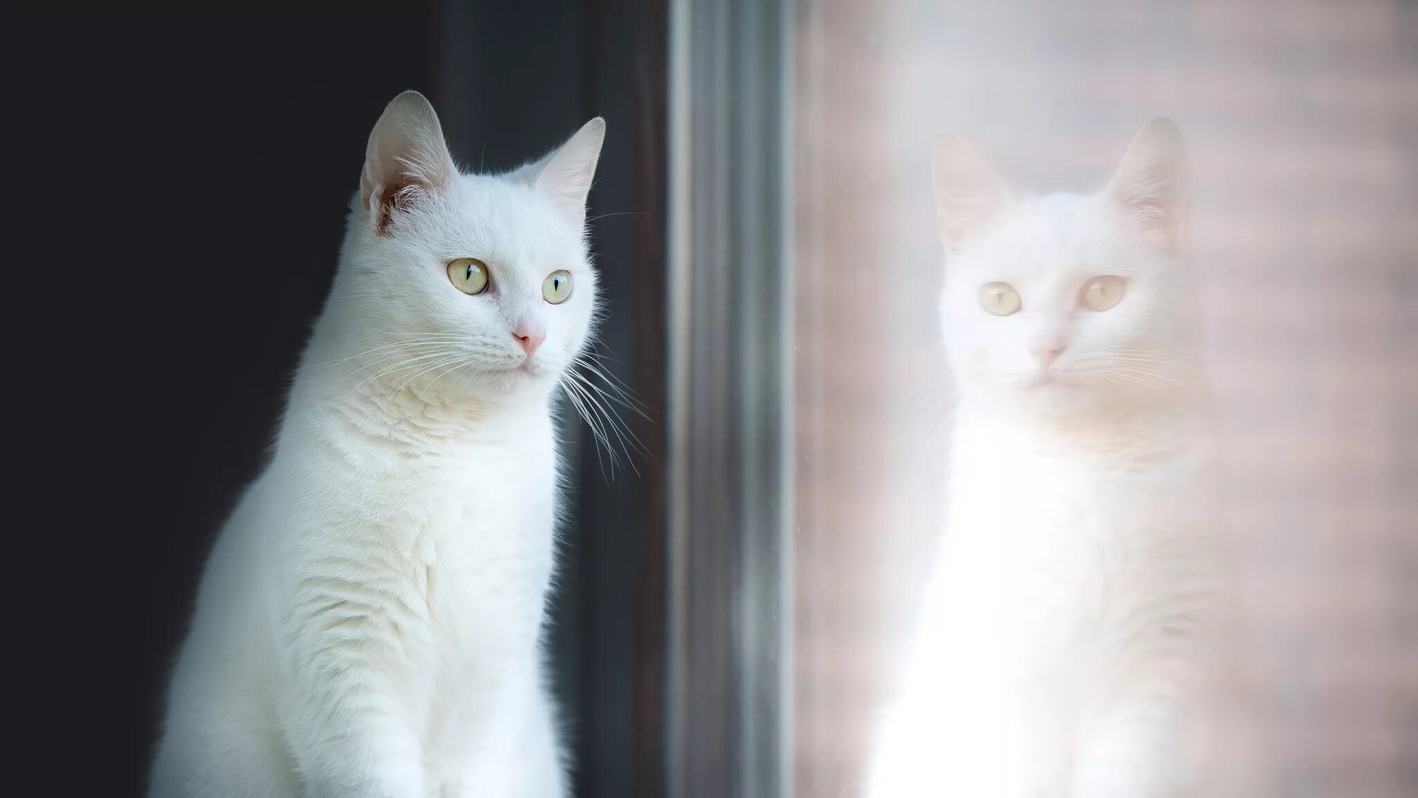 Покажи фото белого кота A beautiful white cat is reflected in a window Desktop wallpapers 1280x800