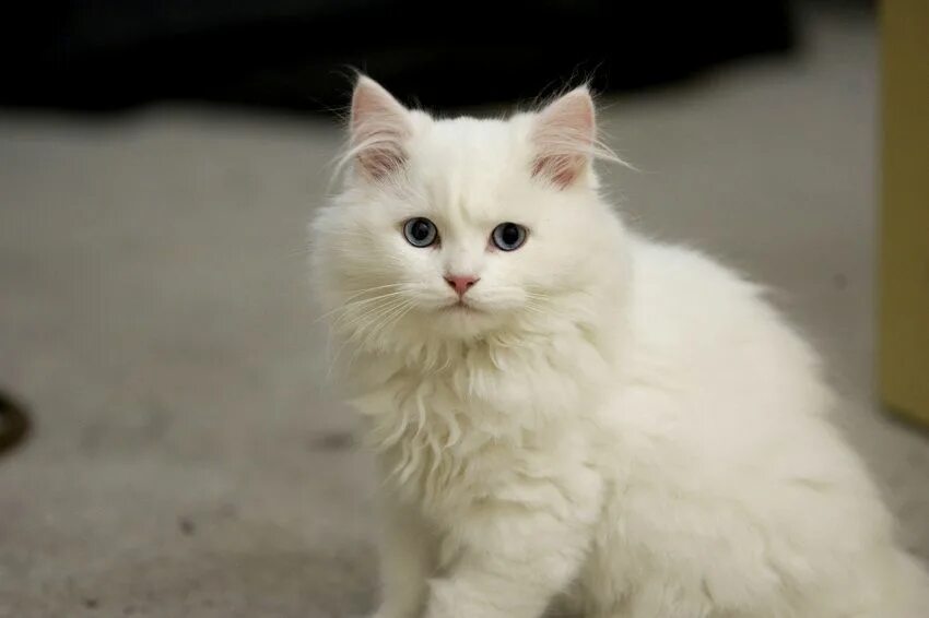 Покажи фото белого кота Cymric Cat White Cats, White cat, Fluffy cat