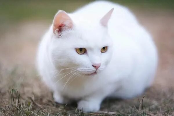 Покажи фото белого кота Beautiful White Cat Black cat breeds, Cat breeds, White cat breeds