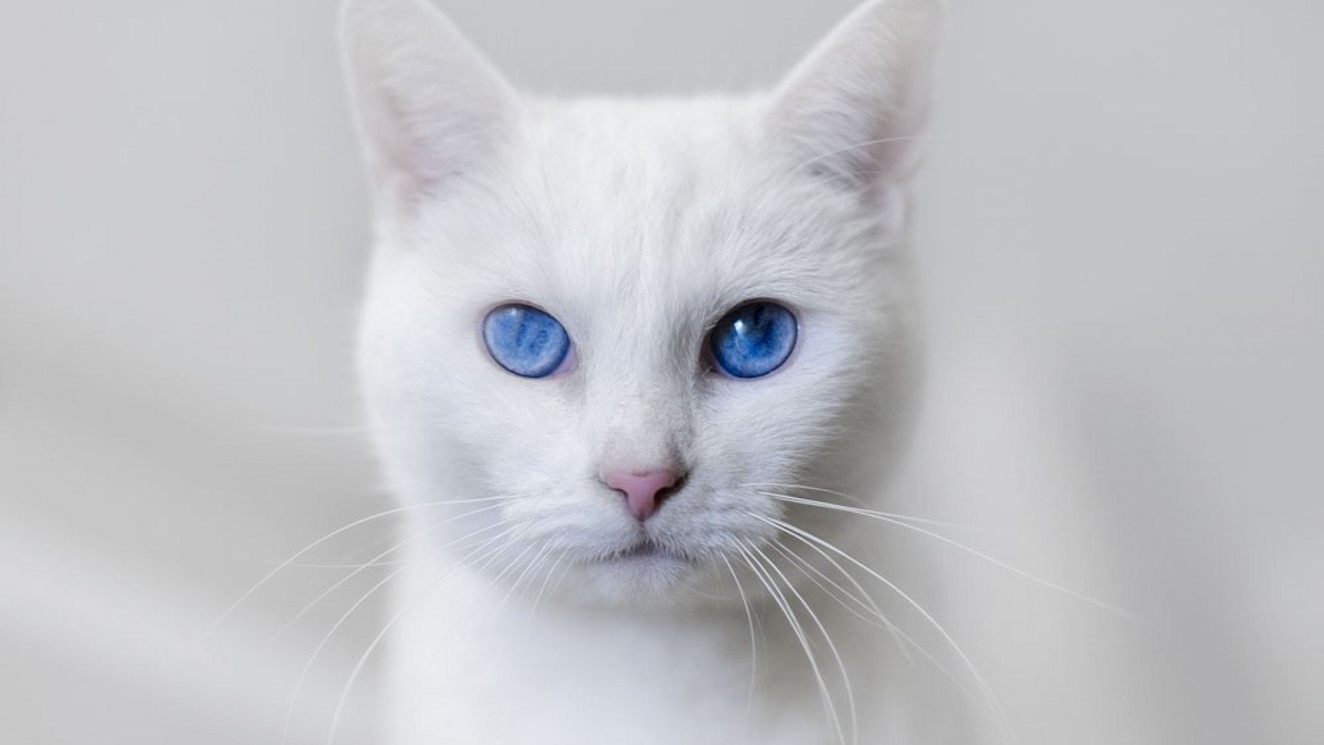 Покажи фото белого кота Caring for a Deaf Cat - Purrfect Love Cat with blue eyes, White cats, Pet birds