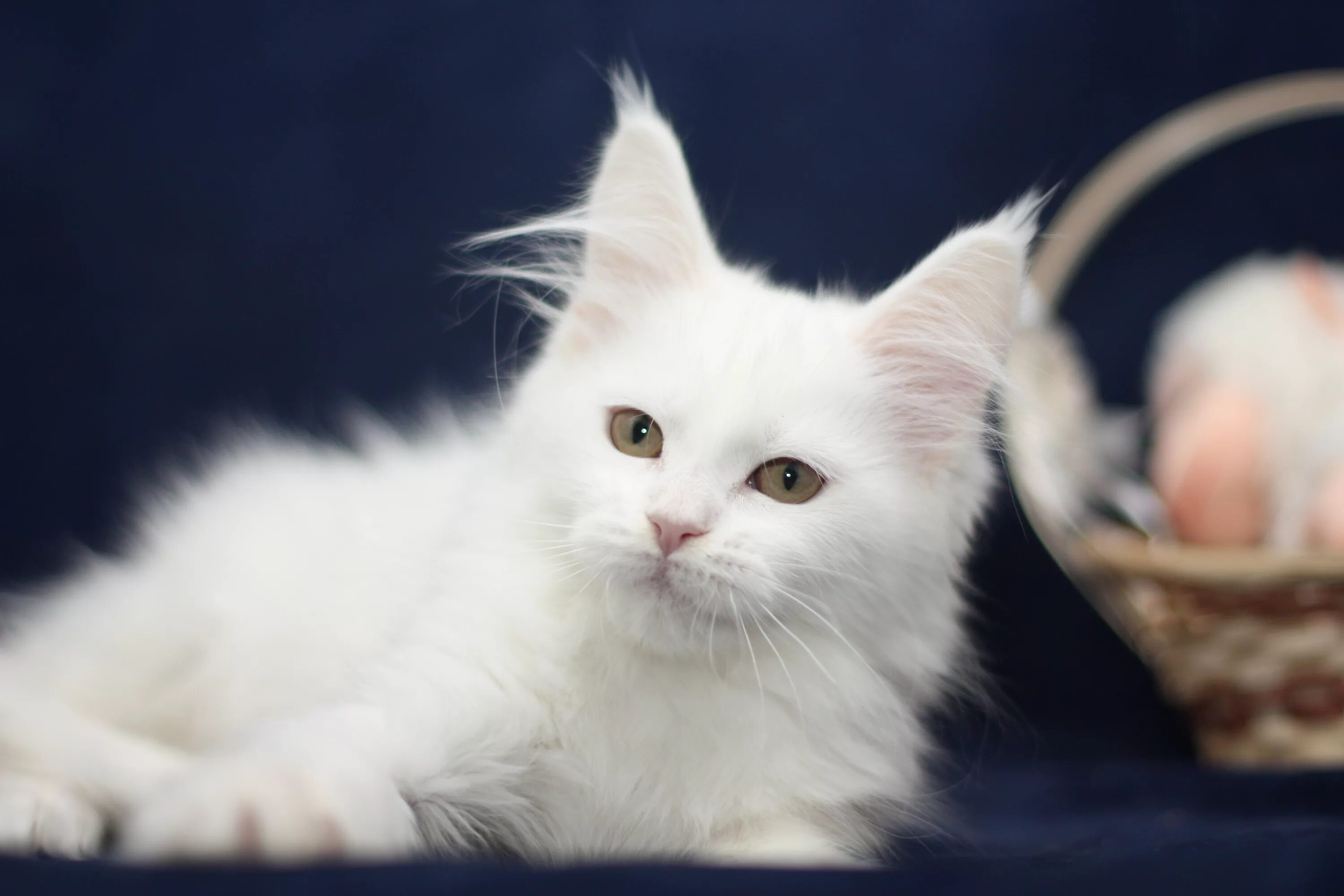 Super cute white fluff-ball Ragdoll kitten Kucing bayi, Bayi kucing, Kucing dan 