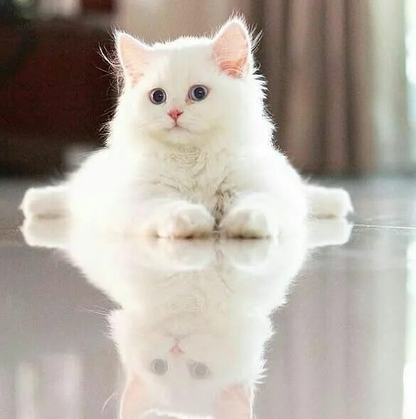 Покажи фото белого котика Meet Snow white.https://ift.tt/2NHWcAL Albino cat, Cats, White cats