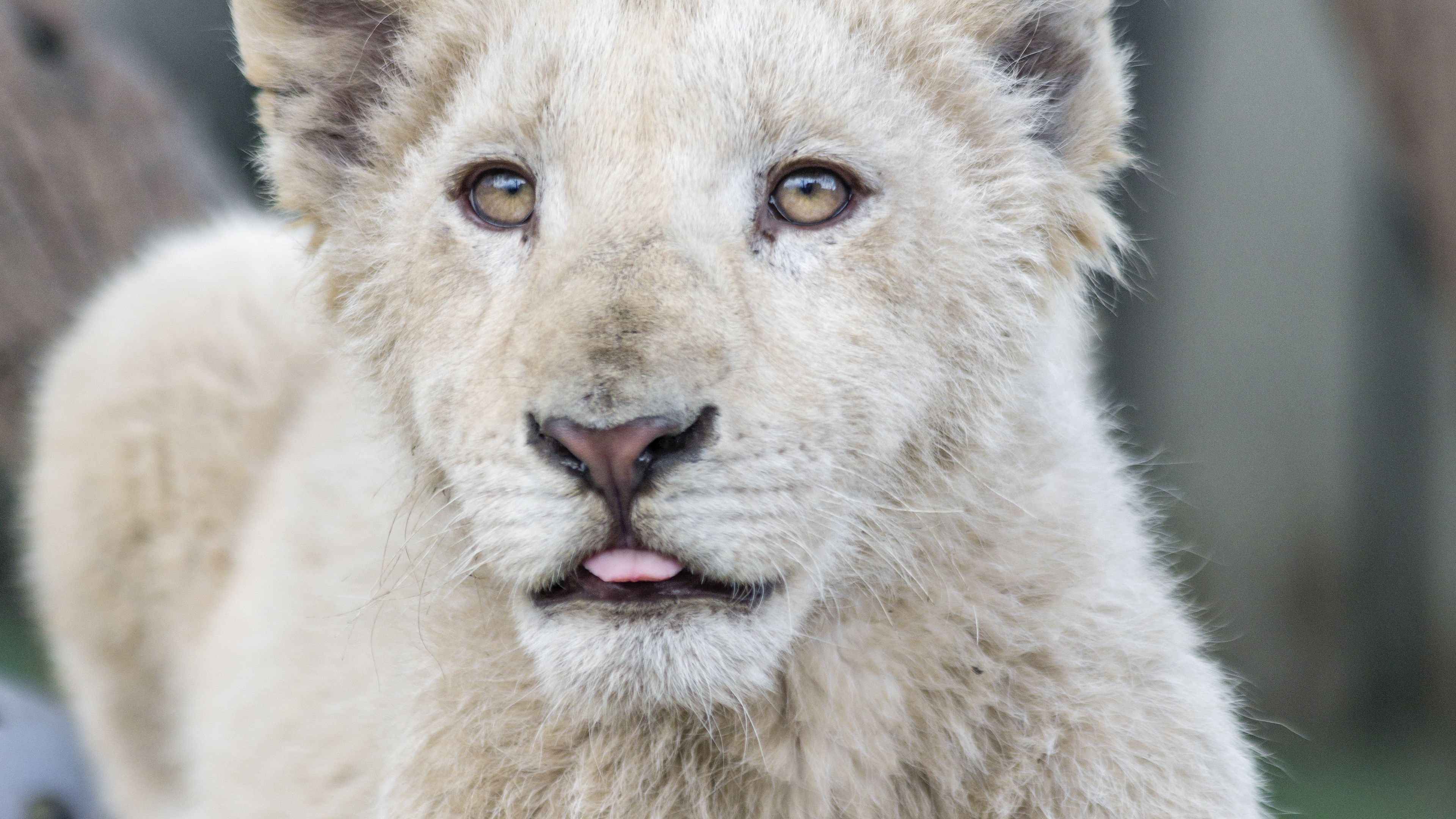 Покажи фото белого льва Download wallpaper 3840x2160 white lion, protruding tongue, paws, tree, predator