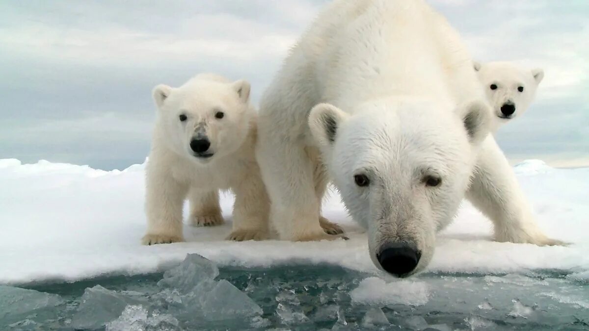 Покажи фото белого медведя BBC World Service - Newsday, Polar bears: Are there too many or too few?