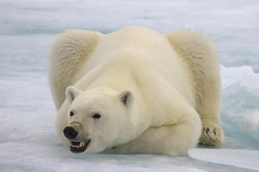 Покажи фото белого медведя Angry polar bear at Svalbard Bob under focus Flickr