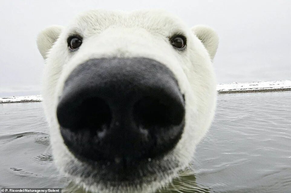 Покажи фото белого медведя Polar bear waves at camera before taking a closer look at in Alaska Polar bear, 