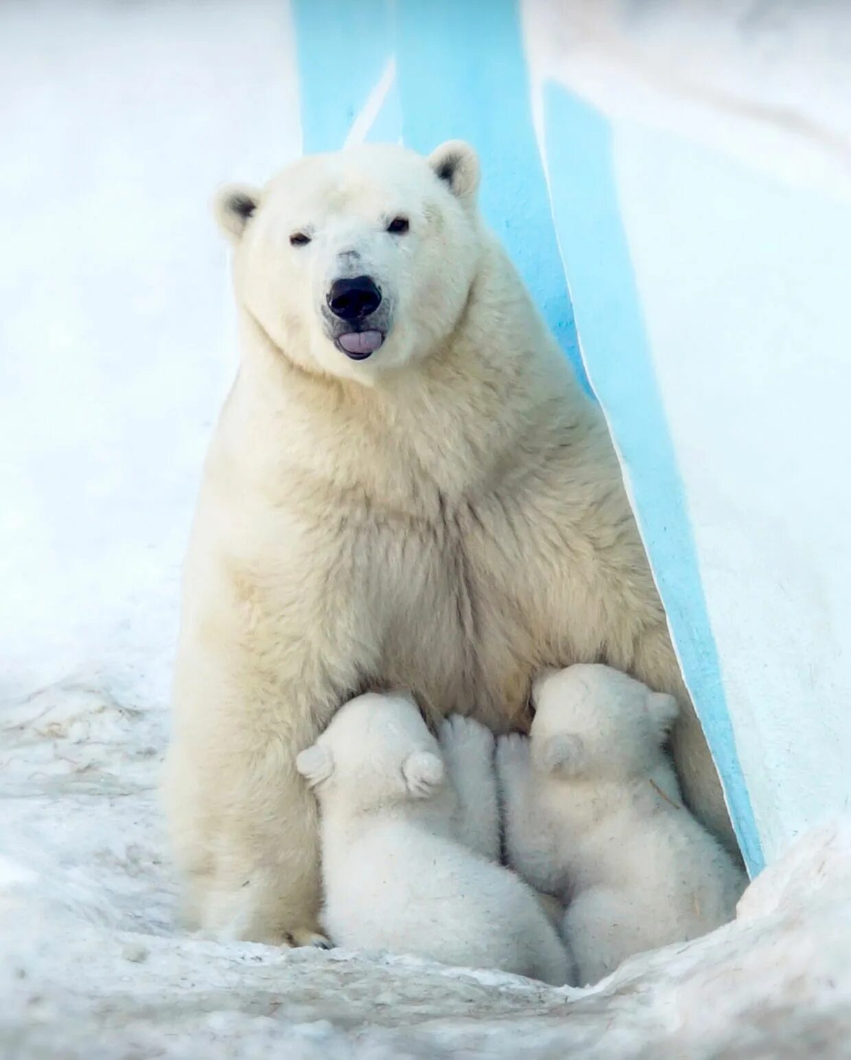 Покажи фото белого медведя Two polar bear cubs frolic in the snow with their proud mum Polar bear, Polar be