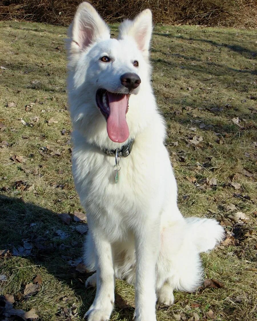 Покажи фото белой овчарки White Swiss Shepherd Dog- Characteristics and character - Dogs breeds