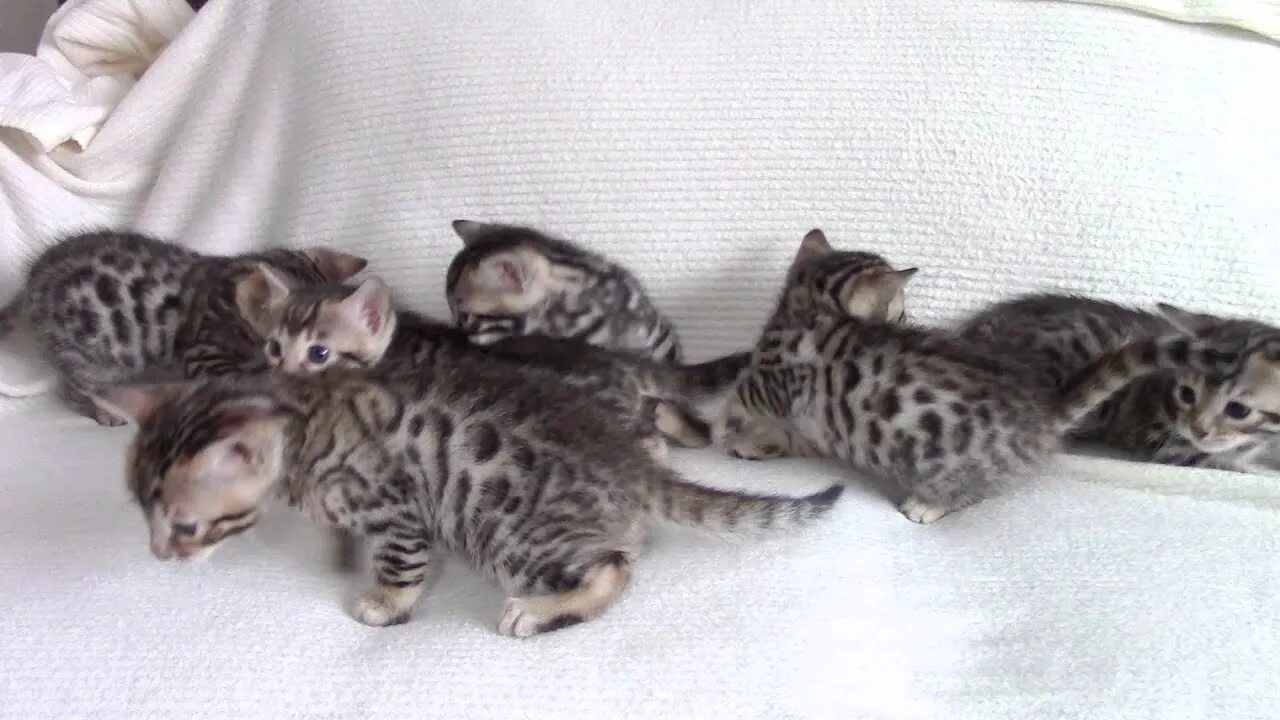 Покажи фото бенгальского котенка BABY BENGAL KITTENS! - YouTube