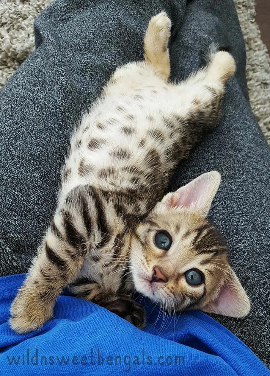 Покажи фото бенгальского котенка Bengal Kittens & Cats for Sale Near Me Wild & Sweet Bengals Bengal kitten, Benga