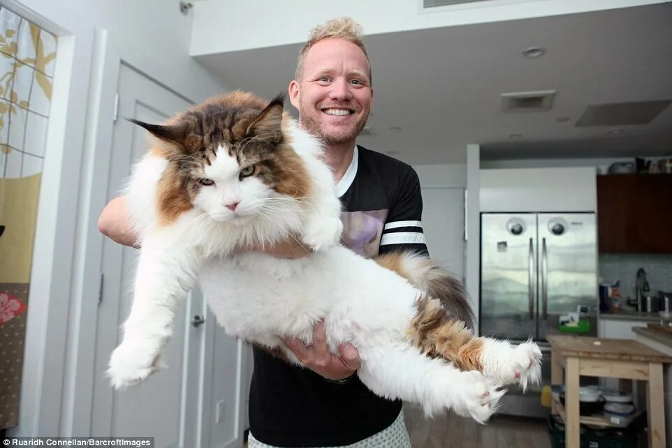 Покажи фото больших кошек New York cat Samson is biggest feline weighing in at 28lbs and measuring 4ft in 