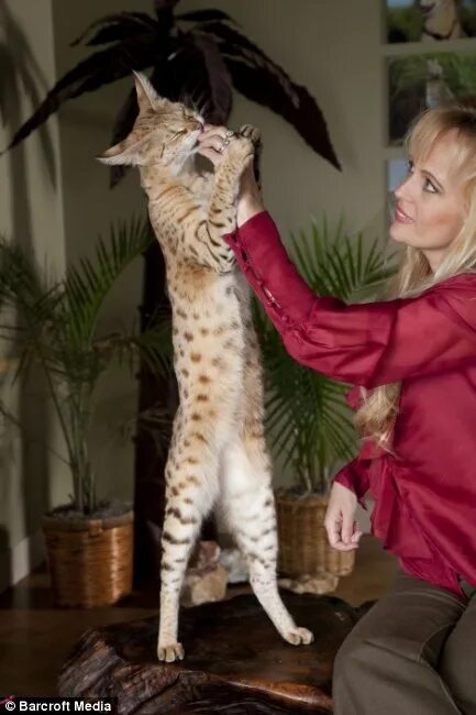 Покажи фото больших кошек American Savannah cat smashes record to become world's tallest domestic feline D