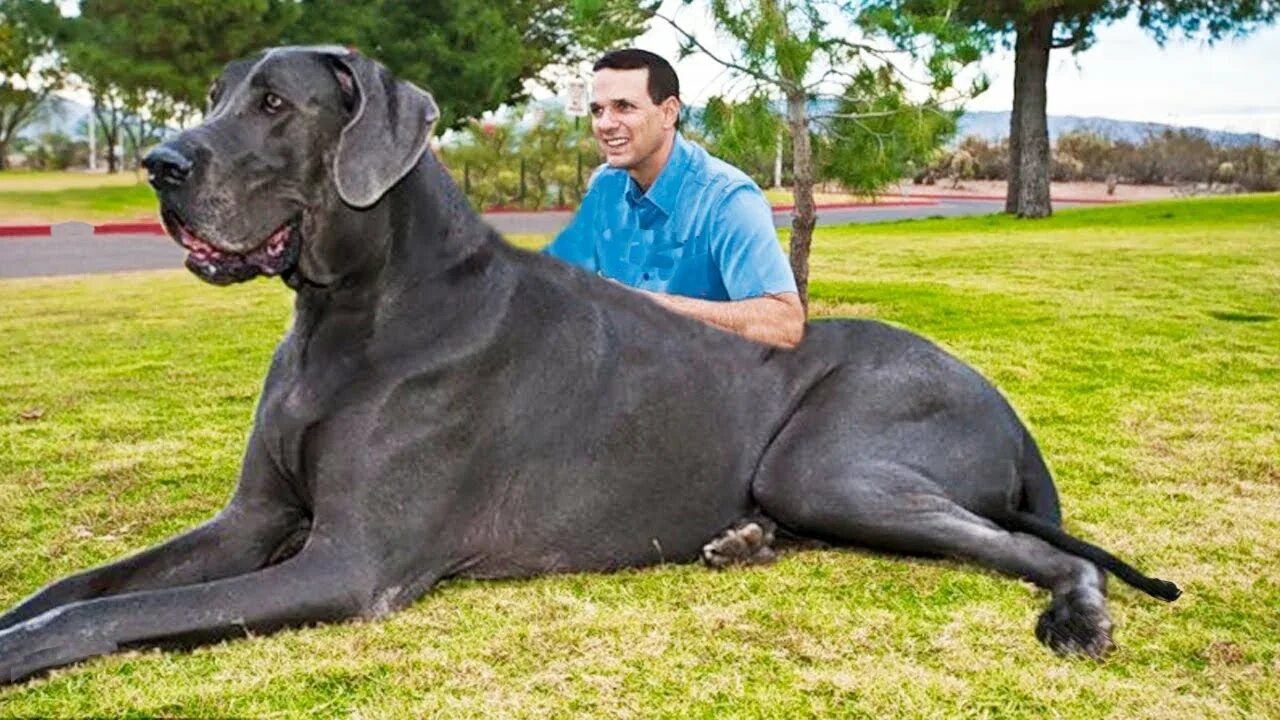 BIGGEST DOGS - 9 OF THE LARGEST DOG BREEDS IN THE WORLD in 2023 Big dog breeds, 