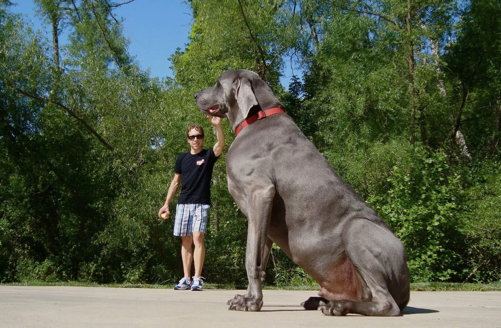 Покажи фото больших собак BIGGEST DOGS - 9 OF THE LARGEST DOG BREEDS IN THE WORLD in 2023 Big dog breeds, 