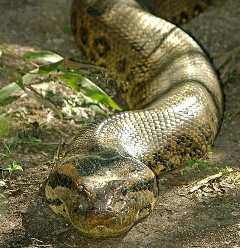 Покажи фото больших змей Green Anaconda Giant anaconda, Green anaconda, Anaconda