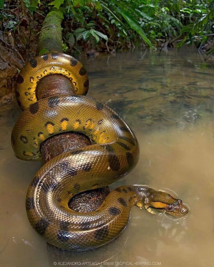 Покажи фото больших змей Pin by Leonie on Schlangen Rainforest animals, Green anaconda, Anaconda snake