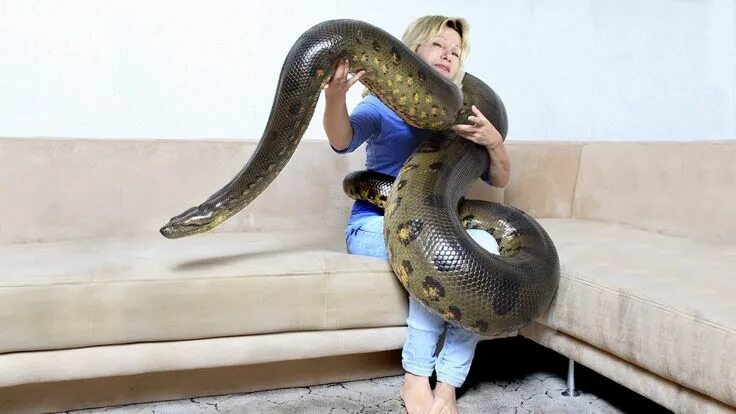 Покажи фото больших змей GIANT ANACONDA!...Meet Anaconda Named Medusa Giant anaconda, Anaconda snake, Ana