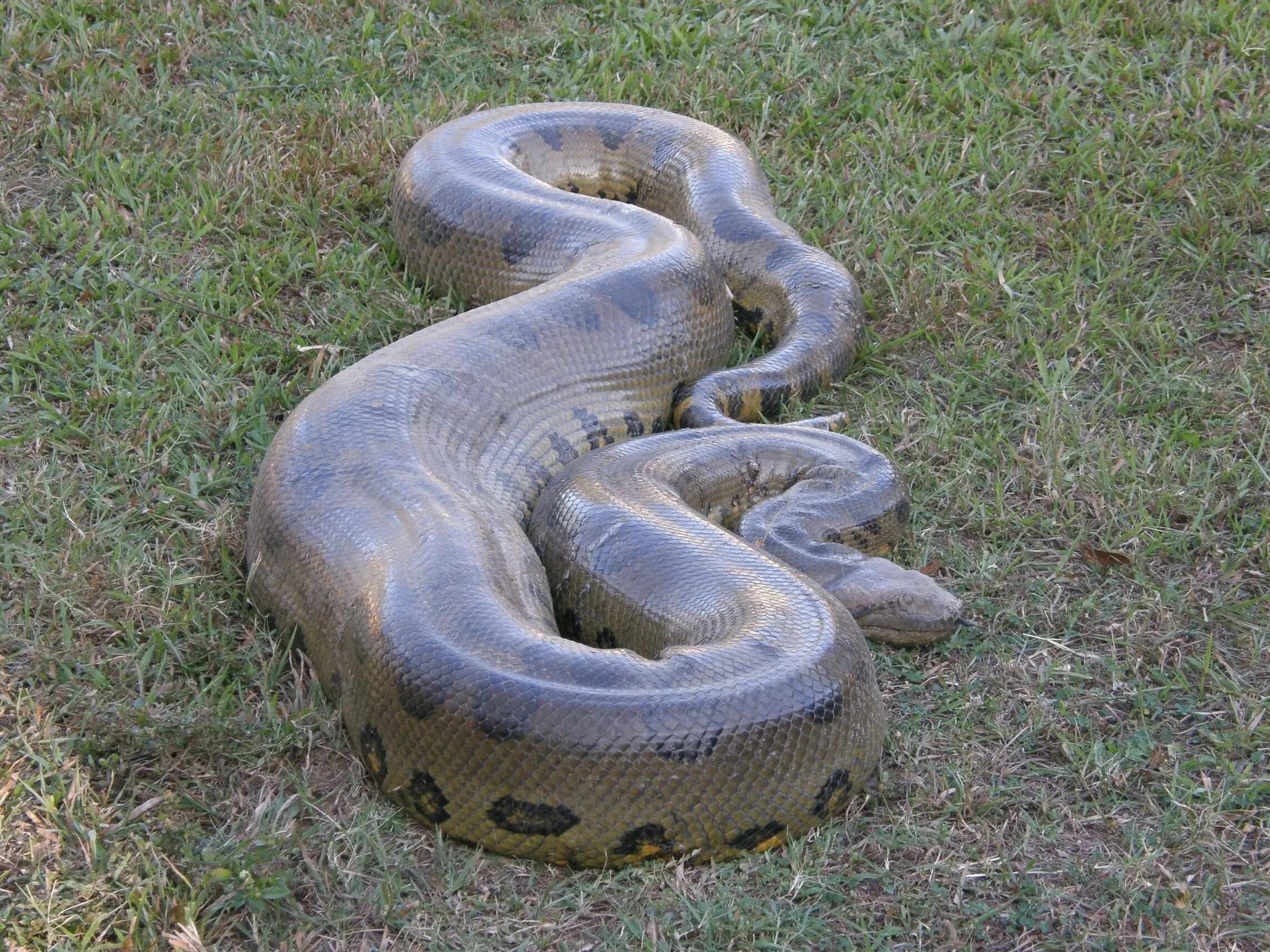 Покажи фото больших змей The size of the Anaconda (Eunectes murinus)