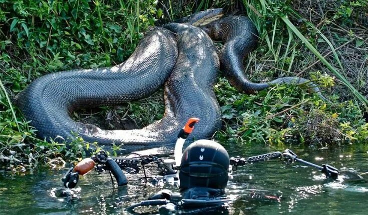 Покажи фото больших змей Giants of Guyana Giant anaconda, Anaconda snake, Animal photo