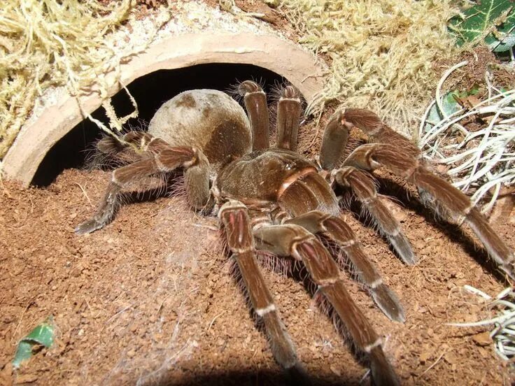 Покажи фото большого паука The Goliath birdeater (Theraphosa blondi) is an arachnid, or spider, belonging t