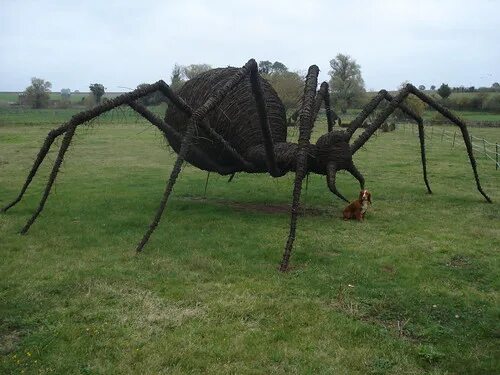 Goliath bird-eater - Theraphosa blondi - tarantula. I'm looking forward to touch