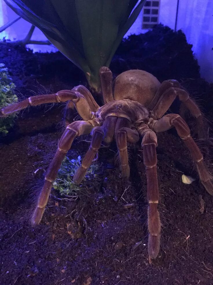 Покажи фото большого паука Goliath tarantula Be still my heart! (: Pet spider, Spider species, Spider