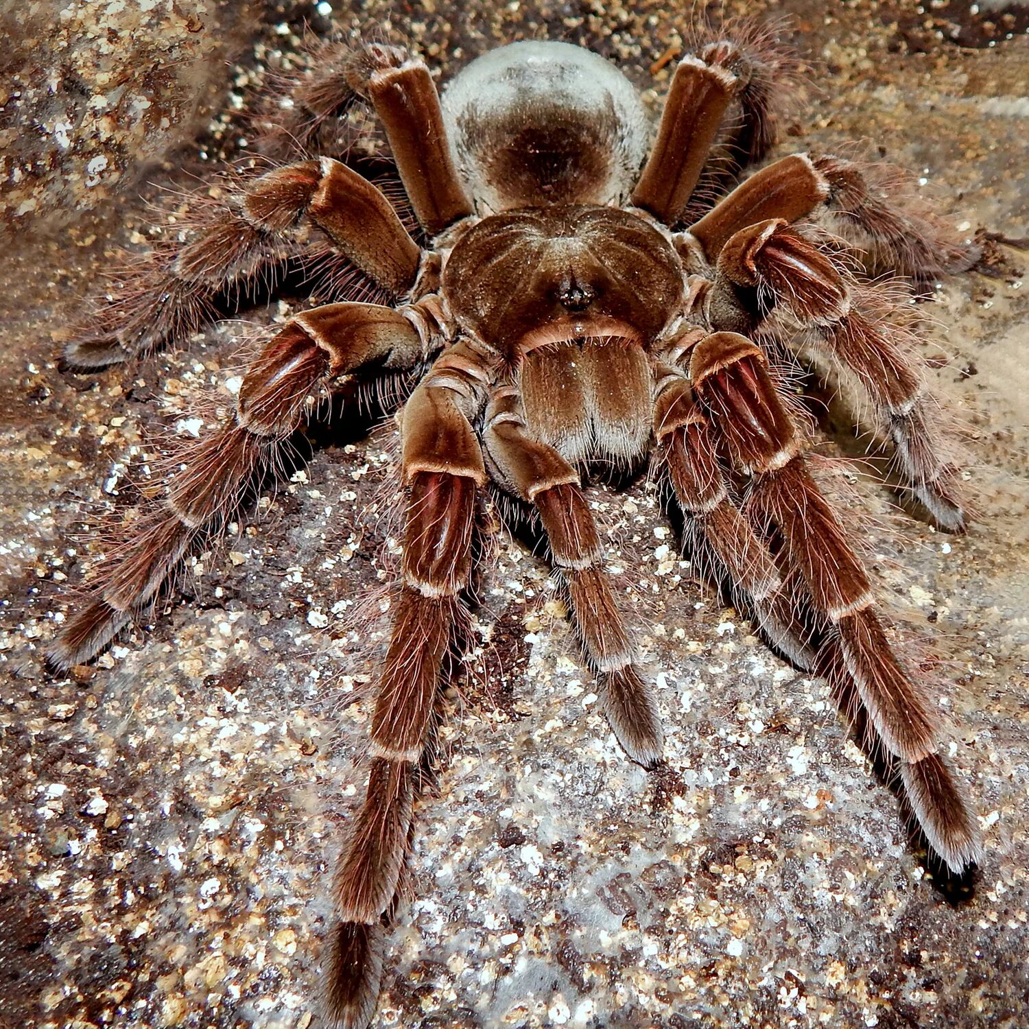 Покажи фото большого паука EXOPRIMA Theraphosa blondi Настоящий гигантский паук-птицеед S (Германия) (00266