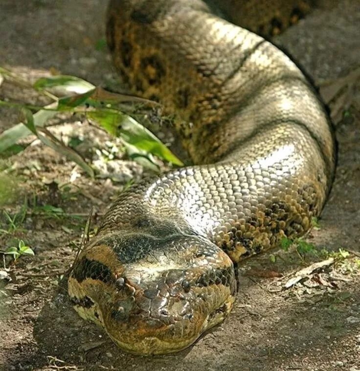 Покажи фото большой змеи Pin on SNAKES CONSTRICTING