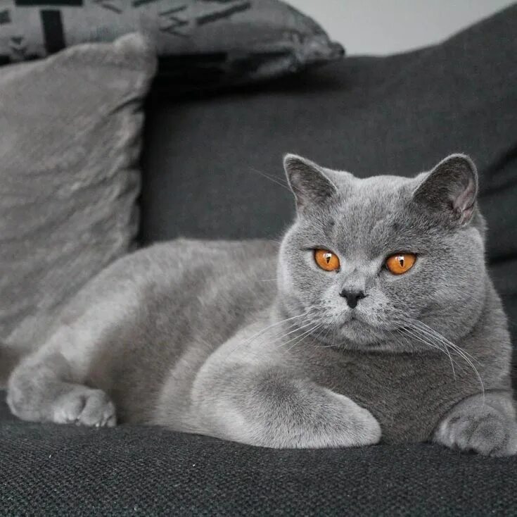 Покажи фото британских кошек British blue https://www.universe-magic.com/amphtml/what+is+known+about+the+brit