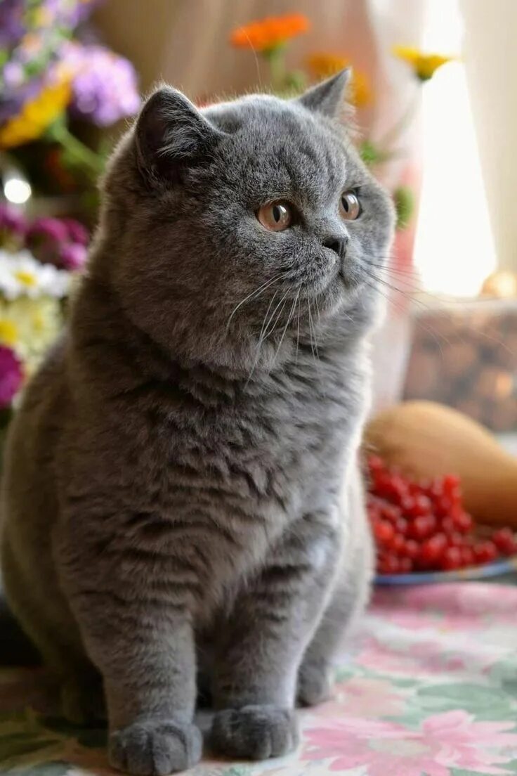 Покажи фото британских кошек British short air Gorgeous cats, British shorthair cats, Cat breeds