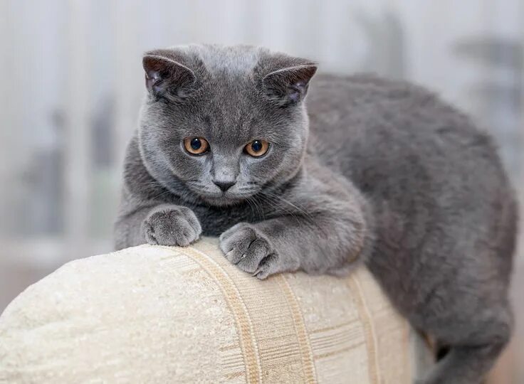 Покажи фото британских кошек Grey British Shorthair laying down