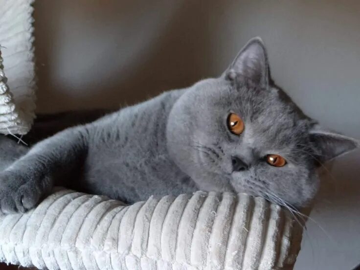 Покажи фото британского кота catsskye.com British shorthair cats, Beautiful cats, Cute cats