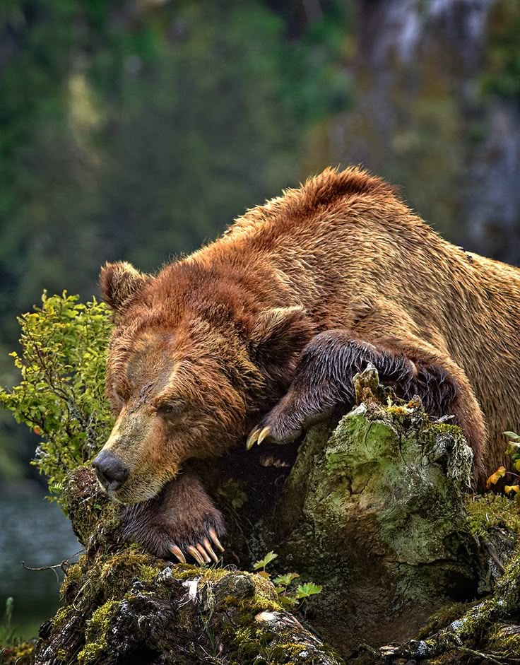 Покажи фото бурого медведя The bears of Khutzeymateen Provincial Park Canadian Geographic Bear pictures, Be