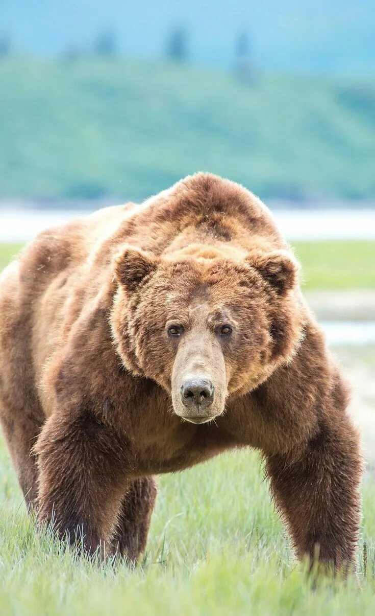 Покажи фото бурого медведя Pin on cawthra in 2024 Grizzly bear, Bear photos, Brown bear