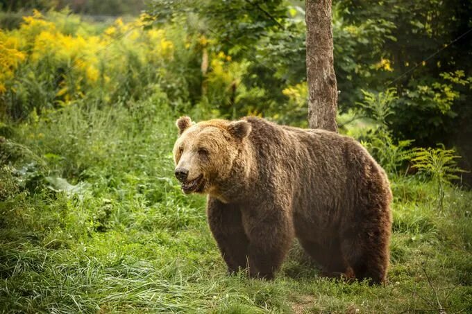 Покажи фото бурого медведя European brown bear featuring bear, brown, and forest Brown bear, Bear, National