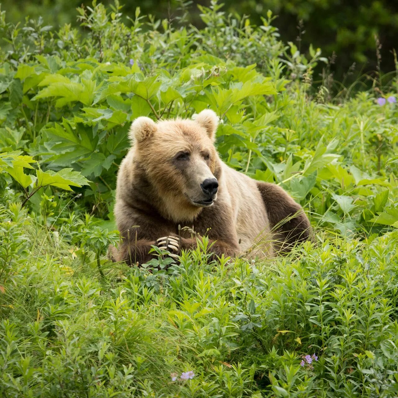 Download wallpapers brown bear, predators, Russia, bears, wildlife, hunting, dan