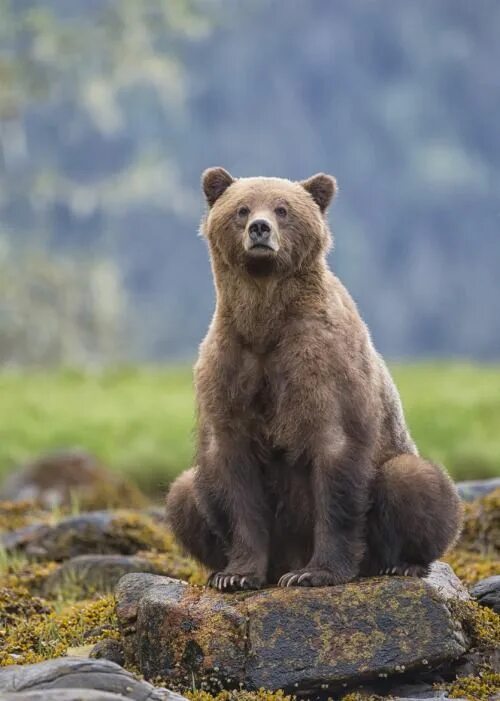 Покажи фото бурого медведя Creepin-Beauty Bear pictures, Brown bear, Grizzly bear