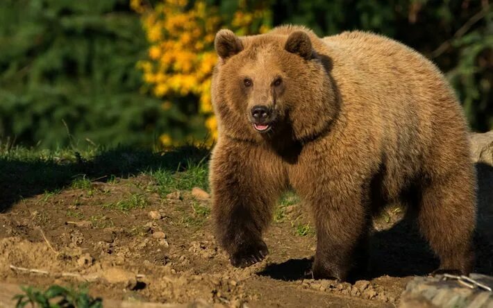 Покажи фото бурого медведя Download wallpapers brown bear, predators, Russia, bears, wildlife, hunting, dan