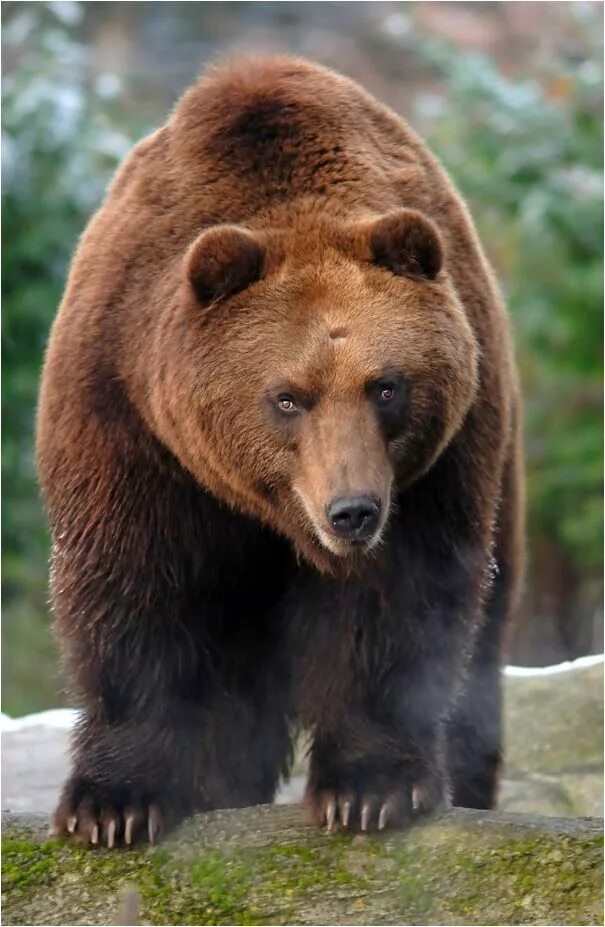 Покажи фото бурого медведя Bear, Brown bear, Bear pictures