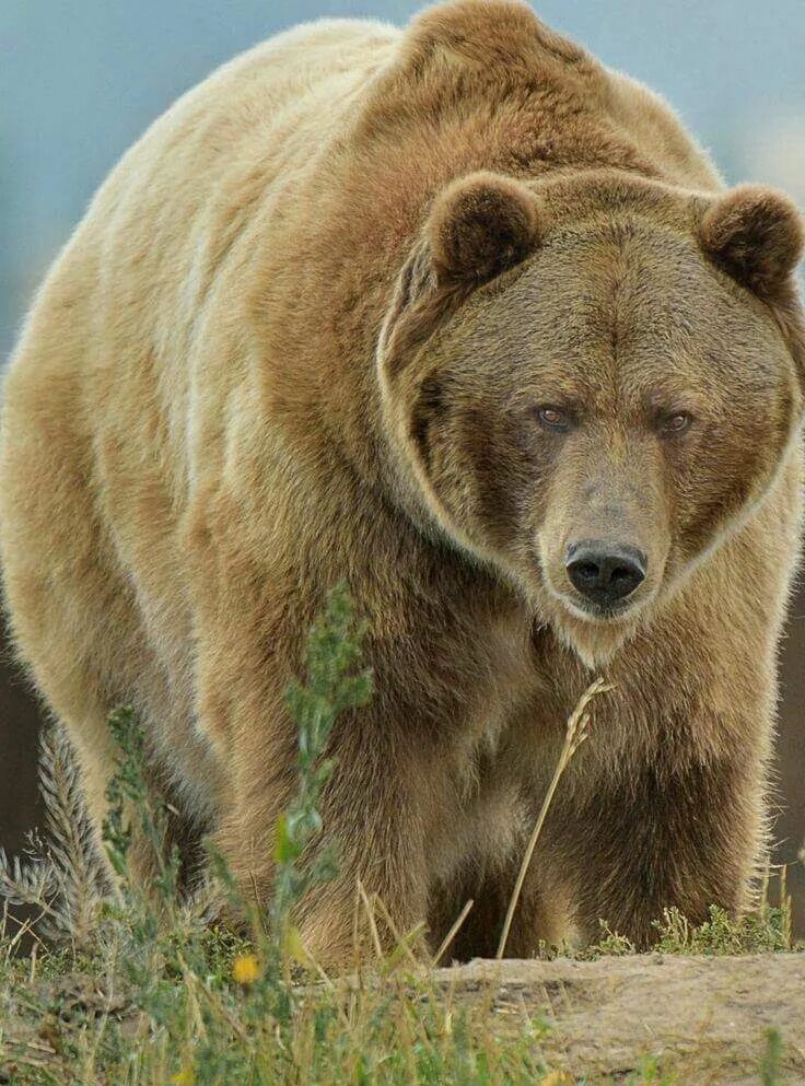 Покажи фото бурого медведя Pin by Margit Blaskó on Medvék Grizzly bear, Bear, Animals wild