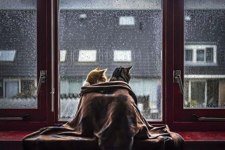 Покажи фото человека за окном Photographer Captures Cozy Portraits of Her Cats by the Window Whenever It Rains