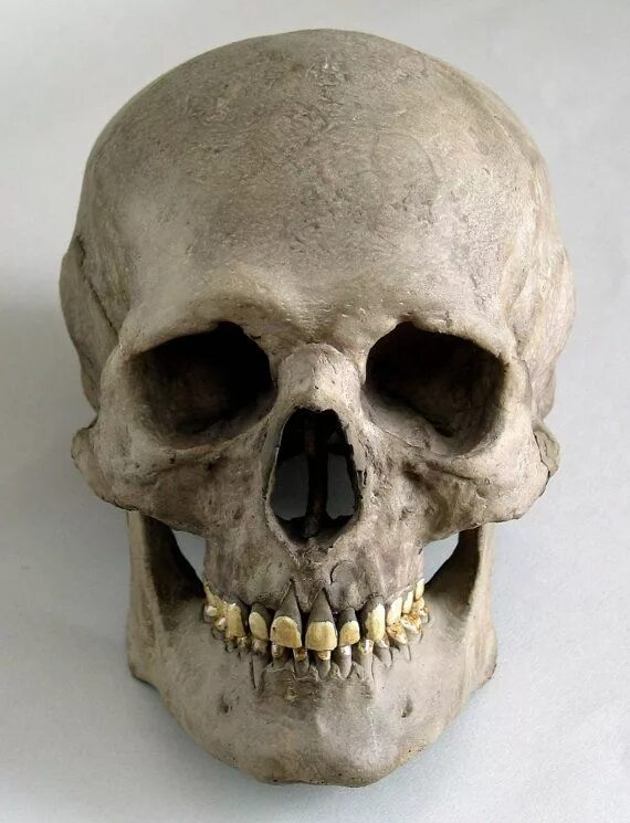 Покажи фото черепа арины глазуновой Human Skull Replica/memento Mori - Etsy Skull reference, Skull anatomy, Human sk