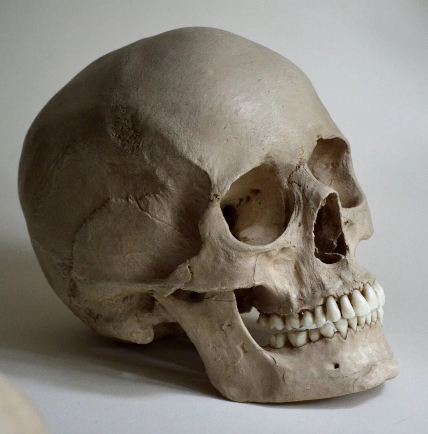 Покажи фото черепа арины глазуновой Female Human Skull Replica - Etsy Skull reference, Skull anatomy, Skull art